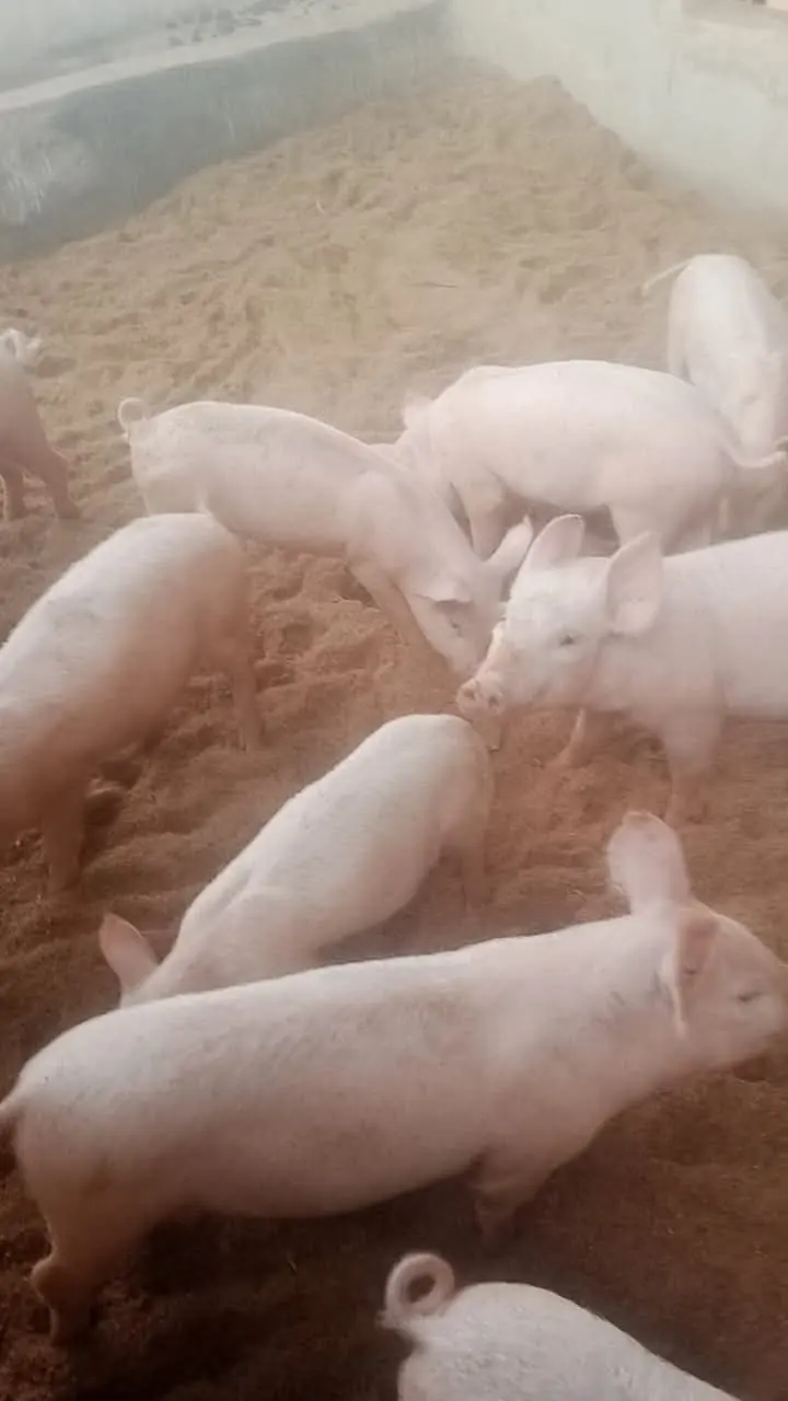 Young pigs in pen