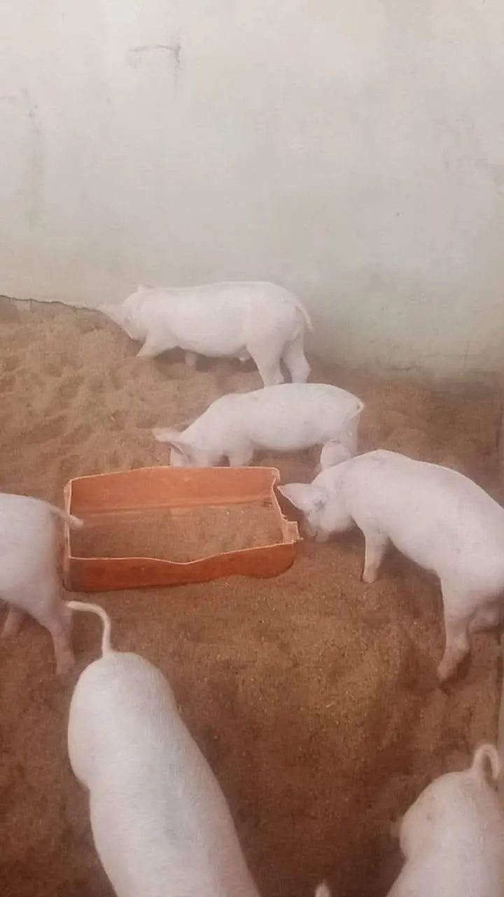 Pigs in a sheltered farm pen